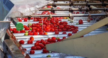 Odessa, Ukrayna - 25 Eylül 2015: domates konserve meyve ve sebze fabrika üretim çalışma süreci. Konserve Gıda üretim işçilerin. Sebze işleme.