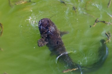 büyük nehir yayın balığı ve balık Yaz Chernobyl nükleer santral, Pripyat nehir soğutma soğutma havuzda. Büyük yayın balığı ve ekmek zehirli yem. Nehir büyük nehir yayın balığı üstten görünüm