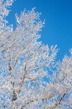 Güzel kış manzara sahne arka plan zekâ kar ağaçlar ve buz nehir kaplı. Güzellik güneşli kış zemin. Harikalar. Snowy orman ayaz ağaçlarda. Sakin kış doğa güneş ışığı altında