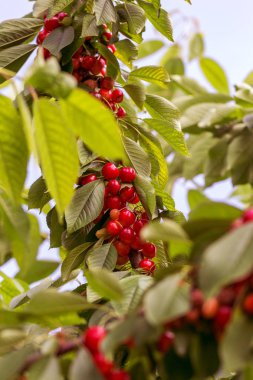 Kiraz ağacının dalında sallanan kiraz. Yaz bahçesindeki kiraz ağacının yeşil yaprakları arasında olgunlaşmış kirazlar olgunlaşmış ve toplanmayı bekliyor.