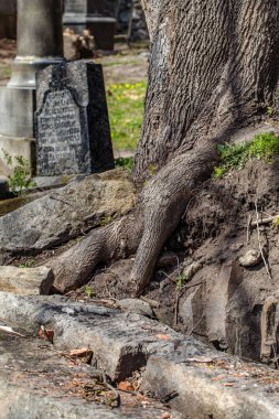 Kayaların arasındaki arazi üstünde yükselen ve yürüyüş parkurları bir dağ taşlı zemin içinde ağaç kök sistemi. Şaşırtıcı yaban hayatı sıradışı olaylar. Otantik doğal türler