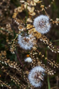 Karahindiba tohumları güneş ışığı altında. Uçan tohum ve doğal arka plan yakın çekim bir karahindiba içinde bir görünüm ile olgun bir karahindiba Başkanı. Olgun uçucu tohum rüzgar