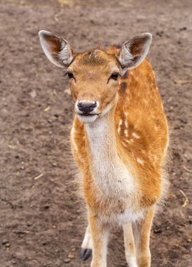 Geyik avına tedavi altına bir çiftlikte padok içinde. Aile geyik geniş büyük kuş kafesi Hayvanat Bahçesi