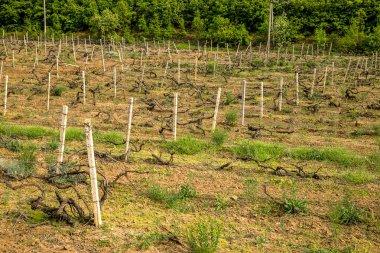 Genç bahar üzüm alanları Kırım dağ silsilesi arka planda bir dağ vadi görüntüsü. Plantation üzüm, kırsal pitoresk doğal peyzaj