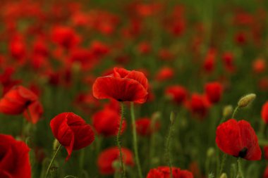 Vahşi alanda çiçek kırmızı haşhaş çiçeği. Seçici odak ile güzel alan kırmızı haşhaş. Yumuşak ışık kırmızı dönüştürülmesini anlatanlar gibi. Haşhaş. Kırmızı haşhaş Glade. Tonlama. Yaratıcı karanlık düşük anahtar işleme