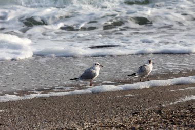 Bir sürü deniz martı denizde kapatın. Martılar deniz sahilde.