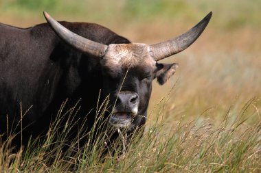 Texas'ın güzel bir sürüsü yüksek çim Ulusal Safari park, Oskaniya Nova, dinleniyor. Vahşi Texas'ın rezerv bozkır içinde nadir nesli tehlike altında olan tür. Nesli tükenmekte olan hayvanların kırmızı kitap