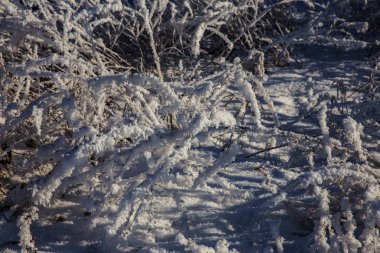 Güzel kış manzara sahne arka plan zekâ kar ağaçlar ve buz nehir kaplı. Güzellik güneşli kış zemin. Harikalar. Snowy orman ayaz ağaçlarda. Sakin kış doğa güneş ışığı altında