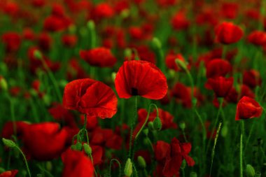 Vahşi alanda çiçek kırmızı haşhaş çiçeği. Seçici odak ile güzel alan kırmızı haşhaş. Yumuşak ışık kırmızı dönüştürülmesini anlatanlar gibi. Haşhaş. Kırmızı haşhaş Glade. Tonlama. Yaratıcı karanlık düşük anahtar işleme