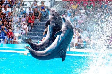 Odessa, Ukrayna - ö. 10 Haziran 2013: Yunuslar dolphinarium ful ziyaretçi ile yaratıcı eğlenceli göstermek üstünde göstermek inanılmaz hileler. seyirciler mutlu 10 Haziran 2013 odessa, Ukrayna memnun.