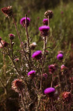 Mübarek çiçek süt thistle, yakın çekim. Süt thistle, Milk thistle, Marie İskoç thistle, Mary Thistle, Marian Cardus. Bir moda renk tonu tedavisinde tonda süt thistle çiçek