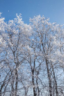 Güzel kış manzara sahne arka plan zekâ kar ağaçlar ve buz nehir kaplı. Güzellik güneşli kış zemin. Harikalar. Snowy orman ayaz ağaçlarda. Sakin kış doğa güneş ışığı altında