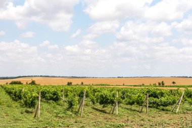 Ukrayna'da yeşil bağ ve mavi gökyüzü. mavi gökyüzü, beyaz bulutlar ile alandaki küçük üzüm bağları vardır. Seçici odak