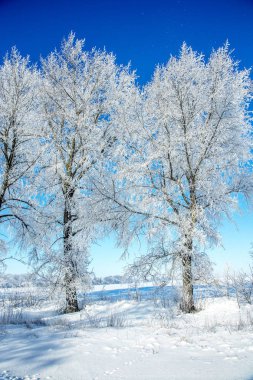 Güzel kış manzara sahne arka plan zekâ kar ağaçlar ve buz nehir kaplı. Güzellik güneşli kış zemin. Harikalar. Snowy orman ayaz ağaçlarda. Sakin kış doğa güneş ışığı altında
