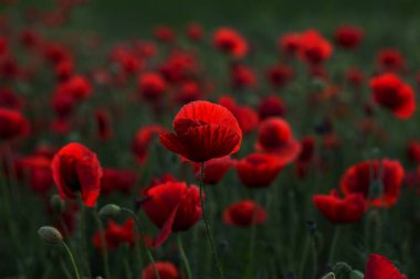 Vahşi alanda çiçek kırmızı haşhaş çiçeği. Seçici odak ile güzel alan kırmızı haşhaş. Yumuşak ışık kırmızı dönüştürülmesini anlatanlar gibi. Haşhaş. Kırmızı haşhaş Glade. Tonlama. Yaratıcı karanlık düşük anahtar işleme