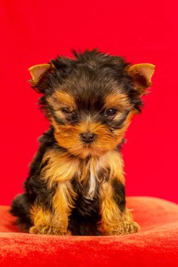 Yorkirsky korkunç Studio siyah bir arka plan. Bir güzel safkan köpek kılı köpek gösteri ile büyüleyici. Seçici odak ile