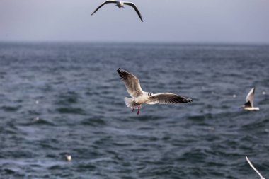Bir sürü deniz martı denizde kapatın. Martılar deniz sahilde.