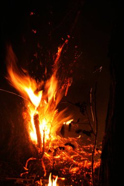 Orman yangını. düşmüş ağaç duman zaman zemin çok üzerinde yanmış vildfire. ateş her şeyi bırakmak tek yanık ağaç ve ashe yok eder. Doğal afet orman yanıyor. Orman yangınları görselleştirme