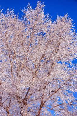 Güzel kış manzara sahne arka plan zekâ kar ağaçlar ve buz nehir kaplı. Güzellik güneşli kış zemin. Harikalar. Snowy orman ayaz ağaçlarda. Sakin kış doğa güneş ışığı altında