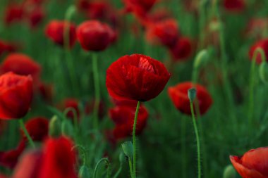 Vahşi alanda çiçek kırmızı haşhaş çiçeği. Seçici odak ile güzel alan kırmızı haşhaş. Yumuşak ışık kırmızı dönüştürülmesini anlatanlar gibi. Haşhaş. Kırmızı haşhaş Glade. Tonlama. Yaratıcı karanlık düşük anahtar işleme