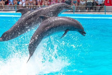 Odessa, Ukrayna - ö. 10 Haziran 2013: Yunuslar dolphinarium ful ziyaretçi ile yaratıcı eğlenceli göstermek üstünde göstermek inanılmaz hileler. seyirciler mutlu 10 Haziran 2013 odessa, Ukrayna memnun.
