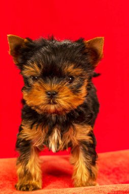 Yorkirsky korkunç Studio siyah bir arka plan. Bir güzel safkan köpek kılı köpek gösteri ile büyüleyici. Seçici odak ile