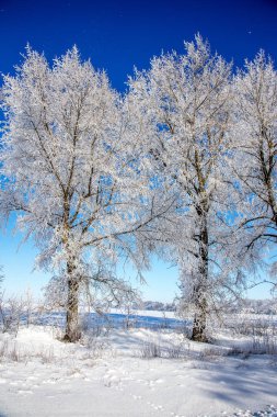 Güzel kış manzara sahne arka plan zekâ kar ağaçlar ve buz nehir kaplı. Güzellik güneşli kış zemin. Harikalar. Snowy orman ayaz ağaçlarda. Sakin kış doğa güneş ışığı altında