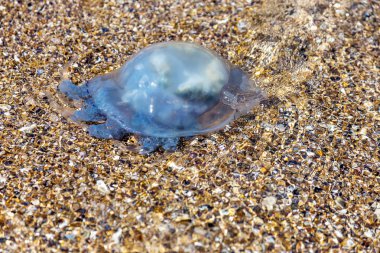 Daha fazla derinlik penetrasyon soğuk akışının bir sonucu olarak deniz göle yüzen deniz anası. Yüzme insanlar için risk. Ne kadar sıradışı arka plan dekorasyon ve yaratıcı tasarım için. Dalga deniz yoluyla güzel efektler