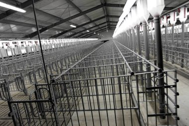 Odessa, Ukrayna, 11 Ağustos 2011: Modern sanayi çiftliği damızlık domuzlar için modern teknoloji Oda döllenme (fertilizasyon), yapay otomatik