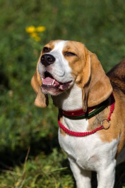 Küçük köpek beagle yavru köpek parkta çim üzerinde oturuyor. Sevimli sevimli beagle yavru köpek Çim Zemin sıcak güneşli günde Başkanı portresi