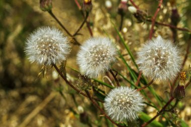 Karahindiba tohumları güneş ışığı altında. Uçan tohum ve doğal arka plan yakın çekim bir karahindiba içinde bir görünüm ile olgun bir karahindiba Başkanı. Olgun uçucu tohum rüzgar