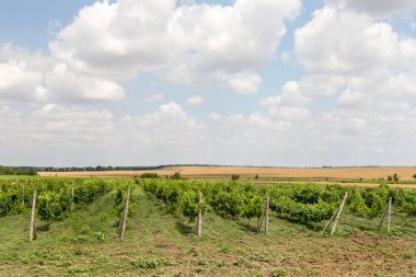 Ukrayna'da yeşil bağ ve mavi gökyüzü. mavi gökyüzü, beyaz bulutlar ile alandaki küçük üzüm bağları vardır. Seçici odak