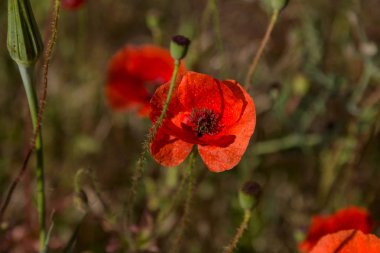 Kırmızıgelincikler yabani tarlada çiçek açar. Seçici odaklı güzel kırmızı gelincikler. Yumuşak ışıkta kırmızı gelincikler. Afyon haşhaşı. Doğal ilaçlar. Kırmızı gelincikler. Yalnız gelincik. Yumuşak odak bulanıklığı