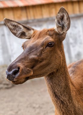 Geyik avına tedavi altına bir çiftlikte padok içinde. Aile geyik geniş büyük kuş kafesi Hayvanat Bahçesi