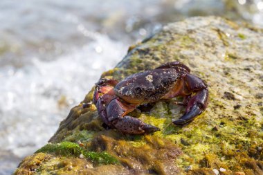 Avrupa yeşil yengeç. Yengeç yosun tarafından çevrili. Stone yengeç parlak güneş ışığı altında oturan dalga deniz sular altında