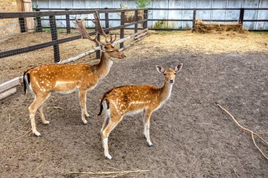 Geyik avına tedavi altına bir çiftlikte padok içinde. Aile geyik geniş büyük kuş kafesi Hayvanat Bahçesi