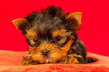 Yorkirsky korkunç Studio siyah bir arka plan. Bir güzel safkan köpek kılı köpek gösteri ile büyüleyici. Seçici odak ile