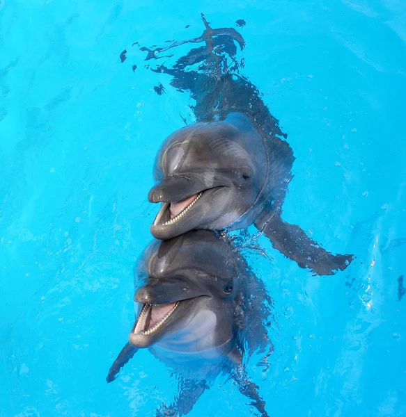 Feliz Lindo Golfinho Sorrindo Uma Água Azul Piscina Dia Ensolarado — Fotografia de Stock