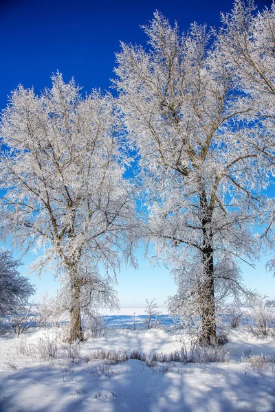 美しい冬の風景シーン背景ウィット雪は 木と氷川に覆われました 美容晴れた冬の背景 不思議の国 雪に覆われた森で冷ややかなツリー 日光の下で静かな冬の自然 — ストック写真