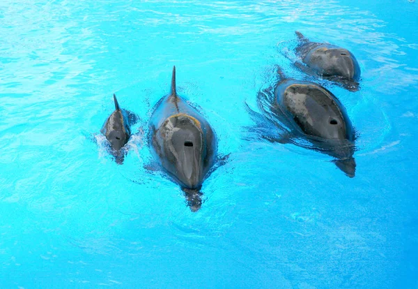 イルカ 母と彼の若いイルカと父の家族はプールで泳ぎます 子供は水に楽しんでいると楽しい演奏を持って — ストック写真