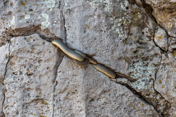 Yellow Bellied Snake Basking Sun Stone Crack Biggest Snake Europe — Stock Photo, Image