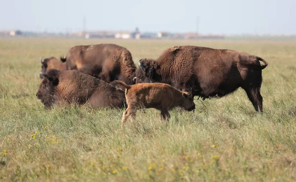 Beautiful Herd Buffaloes Resting High Grass National Safari Park Oskaniya — Stock Photo, Image