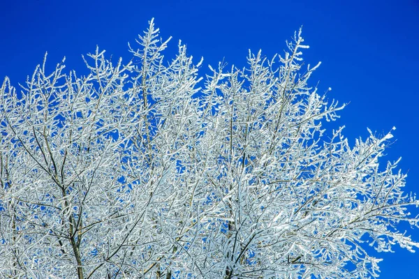 Bela Paisagem Inverno Cenário Fundo Com Neve Coberto Árvores Rio — Fotografia de Stock