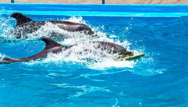 Delfín Hermoso Contento Agua Azul Piscina Día Soleado Brillante Que —  Fotos de Stock