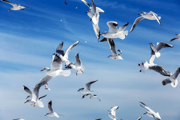 Mouettes Affamées Encerclant Plage Hiver Recherche Nourriture Sur Fond Mer — Photo