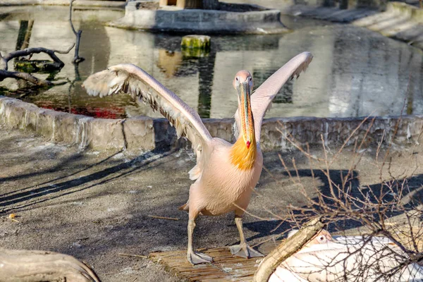 Portrét Evropského Bílých Pelikánů Pelecanus Onocrotalus Exotické Ptáky Nádherné Opeření — Stock fotografie