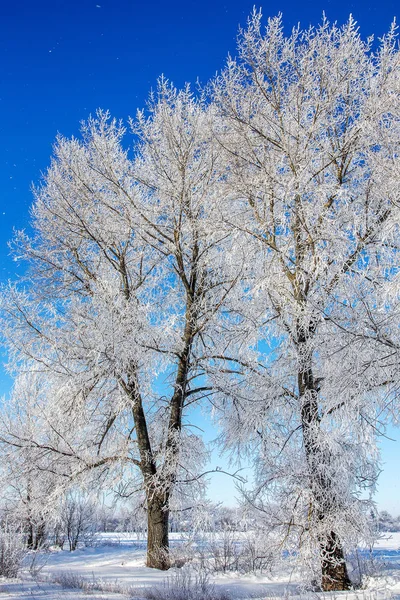나무와 아름다움 막입니다 원더랜드입니다 서리가 나무입니다 고요한 햇빛에 — 스톡 사진