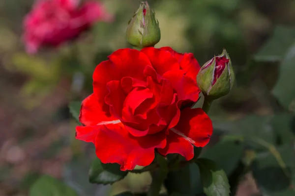 Jardín Ciudad Flor Rosa Roja Con Gotas Agua Sobre Fondo —  Fotos de Stock