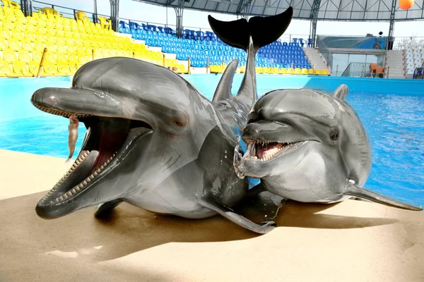 Glad Beautiful Dolphin Smiles Waits Fish Meal Rim Pool Bright — Stock Photo, Image