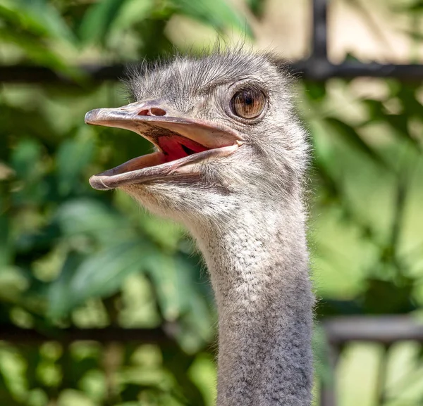 Ostrich Head Close Ostrich Ostrich Type One Two Species Large — Stock Photo, Image